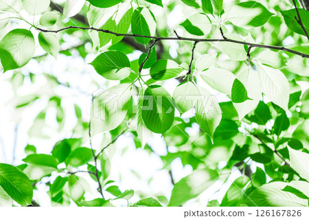 Fresh fresh green image material 126167826