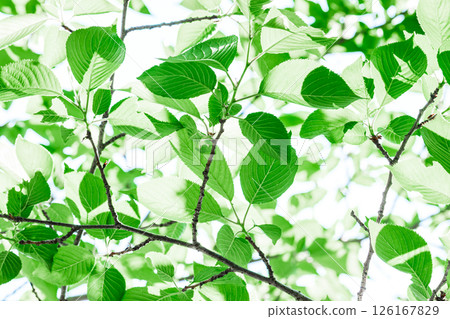 Fresh fresh green image material 126167829