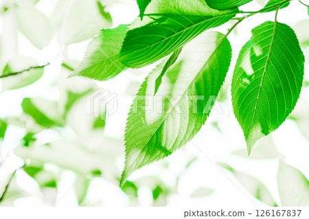 Fresh fresh green image material Fresh fresh green image material 126167837
