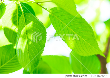Fresh fresh green image material Fresh fresh green image material 126167838