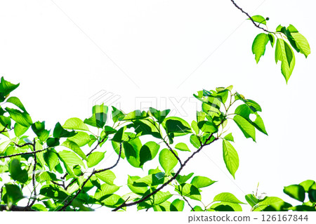 新鮮的綠色圖像素材 126167844