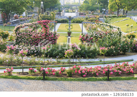 Nakanoshima Rose Garden in full bloom Nakanoshima Rose Garden in full bloom 126168133