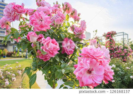 Nakanoshima Rose Garden in full bloom 126168137