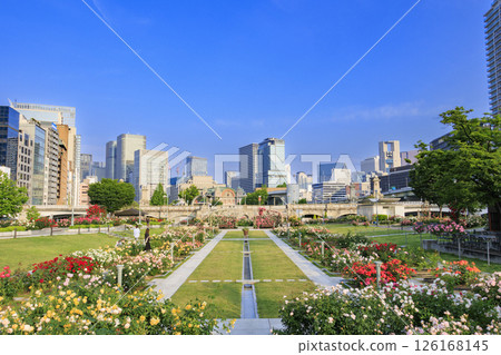 Nakanoshima Rose Garden in full bloom 126168145