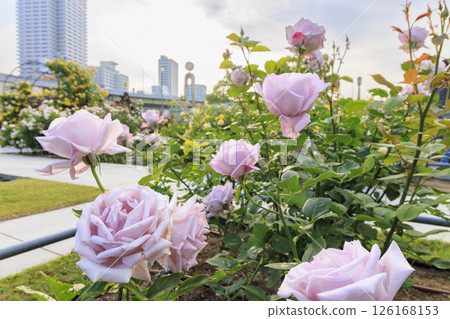 Nakanoshima Rose Garden in full bloom Nakanoshima Rose Garden in full bloom 126168153