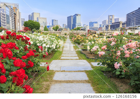 Nakanoshima Rose Garden in full bloom Nakanoshima Rose Garden in full bloom 126168156