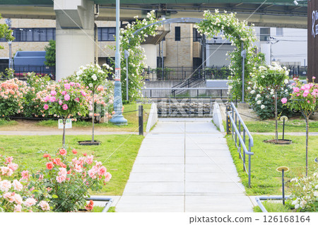 Nakanoshima Rose Garden in full bloom 126168164