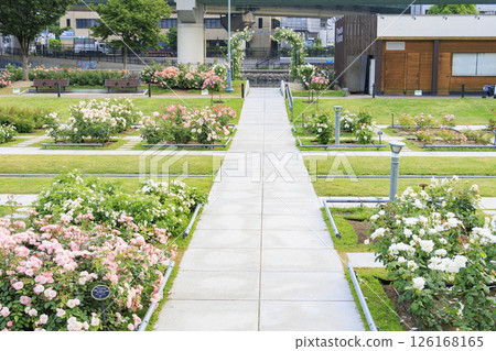 Nakanoshima Rose Garden in full bloom 126168165