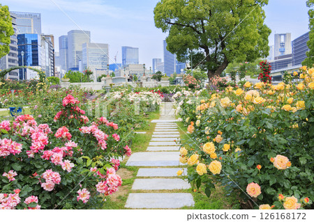 Nakanoshima Rose Garden in full bloom 126168172