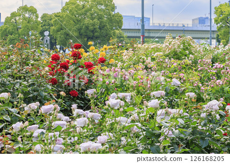 Nakanoshima Rose Garden in full bloom 126168205
