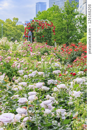 中之島玫瑰園盛開 中之島玫瑰園盛開 126168208