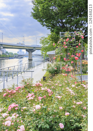 Nakanoshima Rose Garden in full bloom Nakanoshima Rose Garden in full bloom 126168213