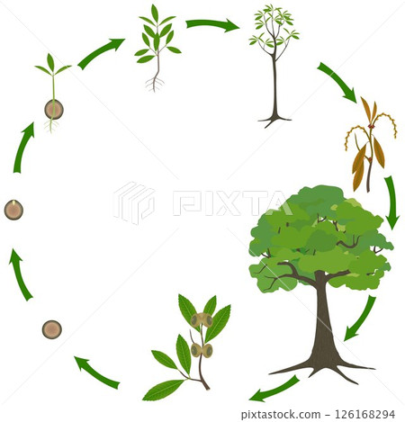 Life cycle of a quercus austrocochinchinensis tree on a white background. Life cycle of a quercus austrocochinchinensis tree on a white background. 126168294