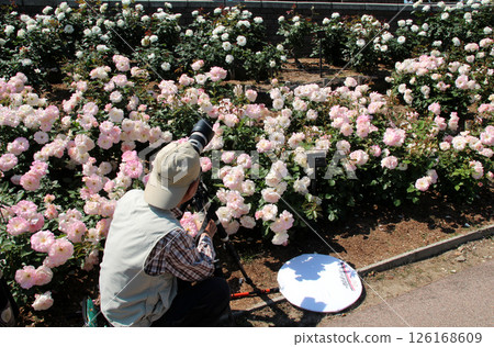 Senior photographer taking pictures of roses Senior photographer taking pictures of roses 126168609