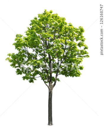 Tree on white background Tree on white background 126168747