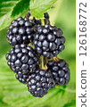 Fresh blackberries in the garden 126168772