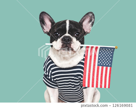 Cute puppy and American Flag. Studio shot 126169081