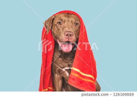 Cute dog and red towel. Studio shot Cute dog and red towel. Studio shot 126169089