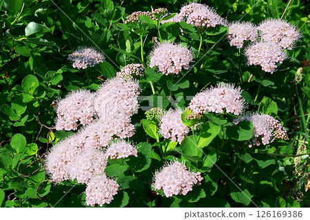 Pink spirea flowers Pink spirea flowers 126169386