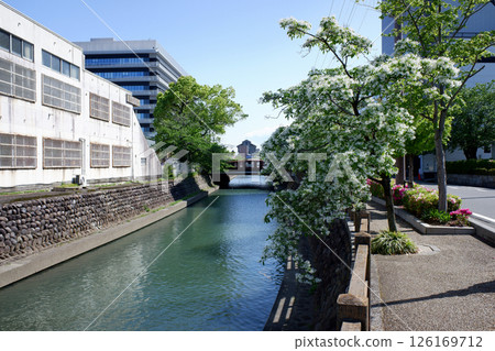 Ogaki City, Gifu Prefecture: Mizumon River and the Japanese laurel tree 126169712