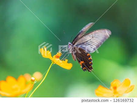 波斯菊花和燕尾蝶 126169732