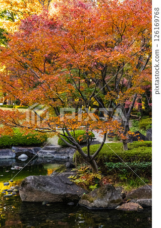 東京大田黑公園的秋葉 126169768