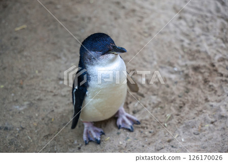 The Fairy penguin or blue penguin is so cute and local animal in phillip island,Australia 126170026