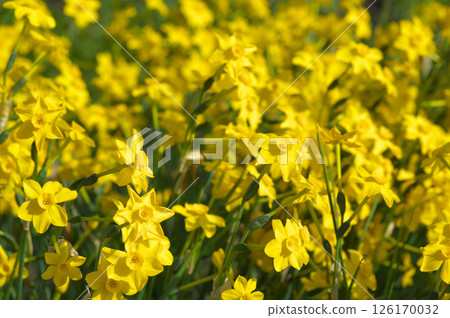 盛開的水仙花 126170032