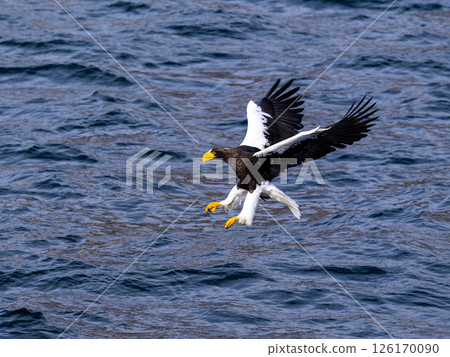 Hokkaido Steller's sea eagle, Steller's sea eagle, bird, animal, winter 126170090