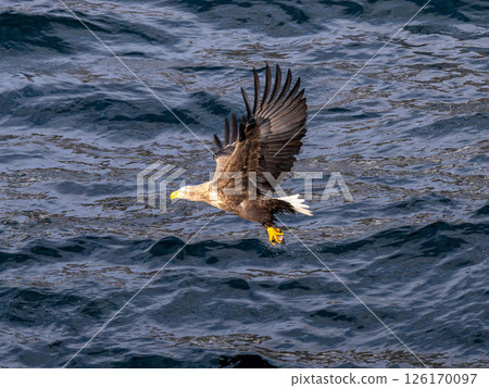 北海道虎頭海雕、虎頭海雕、鳥類、動物、冬季 北海道虎頭海雕、虎頭海雕、鳥類、動物、冬季 126170097