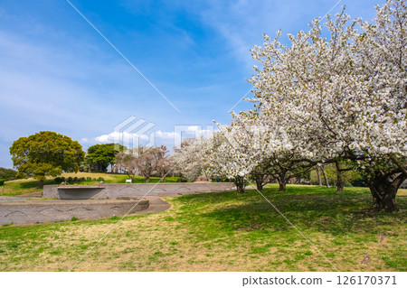 Spring at Chiba Port Park in Chuo Ward, Chiba City 126170371