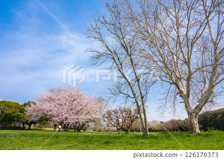 千葉市中央區千葉港公園的春天 千葉市中央區千葉港公園的春天 126170373
