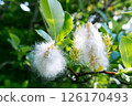 Fluffy and puffy willow fluff from mountain willow 126170493