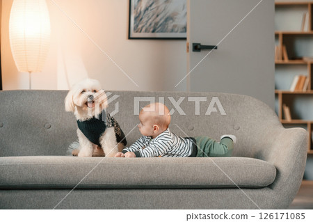 Animal is in black clothes. Toddler is on the sofa with maltese dog. Indoors at home 126171085
