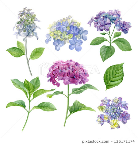 Set of hydrangea and leaves. Watercolor of summer flowers and leaves isolated on a white background. Good for postcards, invitations, greeting cards 126171174
