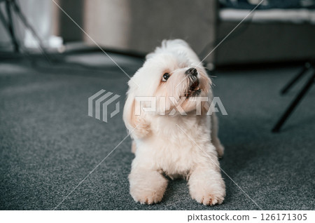 Sitting and looking up. Cute maltese dog is indoors in domestic room Sitting and looking up. Cute maltese dog is indoors in domestic room 126171305