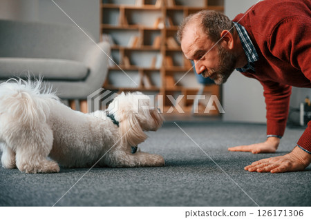 Teaching tricks, sitting on the front paws. Man is playing with his maltese dog indoors at home Teaching tricks, sitting on the front paws. Man is playing with his maltese dog indoors at home 126171306