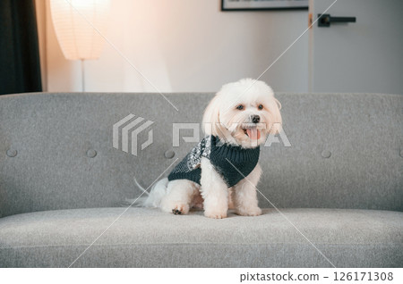 Sitting on the sofa. Cute maltese dog is indoors in domestic room Sitting on the sofa. Cute maltese dog is indoors in domestic room 126171308