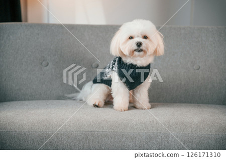 Sitting on the sofa. Cute maltese dog is indoors in domestic room 126171310