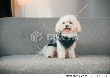 Sitting on the sofa. Cute maltese dog is indoors in domestic room 126171311