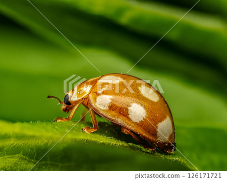 Close-Up Shot of a Cream-spotted Ladybird on a Green Leaf Background Close-Up Shot of a Cream-spotted Ladybird on a Green Leaf Background 126171721
