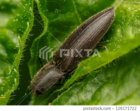 Close-Up of a Click Beetle Resting on a Vibrant Green Leaf 126171722