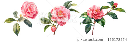 Set of flower, Camellia in watercolor style isolated on a transparent background. 126172254
