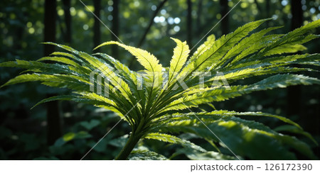 Luminous Forest Depths Back-illuminated fern fronds creating abstract green transparency study without contextual forest. Extreme backlighting reveals internal structure. Natural 126172390