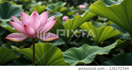 Pristine Lotus Abstract Extreme close-up of water plant creating abstract curving geometry in pink and green palette without contextual pond. 126172594