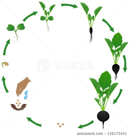Life cycle of black radish plant on a white background. Life cycle of black radish plant on a white background. 126173431