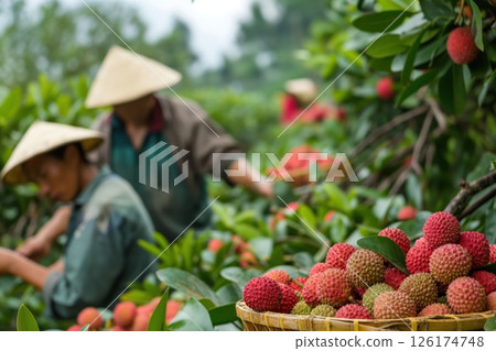 Farmers in conical hats harvesting ripe lychees in a lush vietnamese orchard, showcasing tropical fruit production in a vibrant scene 126174748