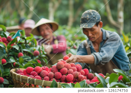 Farmers harvesting ripe lychees in a lush vietnamese orchard, showcasing hard work and dedication in a picturesque scene of people coming together during the summer season 126174750