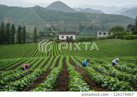 Four farmers working in a soybean field, with a traditional chinese house and green hills in the background Four farmers working in a soybean field, with a traditional chinese house and green hills in the background 126174867