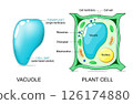 Plant cell anatomy. Vacuole structure 126174880